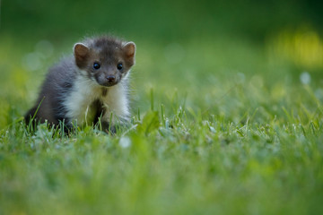 Beautiful cute beech marten, forest animal, Martes foina, Stone marten, detail portrait. Small predator with the tree trunk near forest. Czech republic, europe.