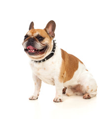 Fototapeta premium Portrait in Studio of a cute bulldog