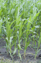 Green field with corn
