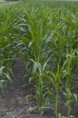 Green field with corn
