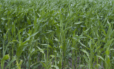 Green field with corn
