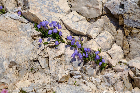 Alpine flowers, Julian Alps