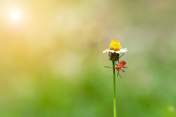 little insect holding on grass flower with light filter copy space for text.