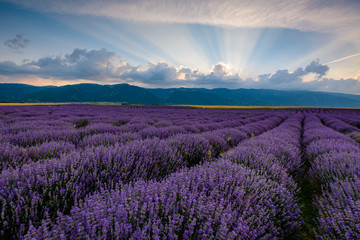 Naklejka na ściany i meble Lavender field shot at sunrise with brilliant rays of light coming from clouds. Shot in Karlovo, Bulgaria
