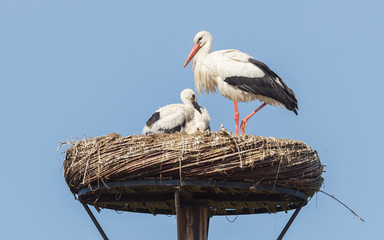 White stork sitting on a nest