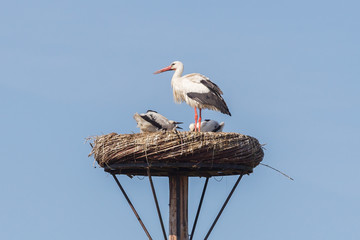 White stork sitting on a nest