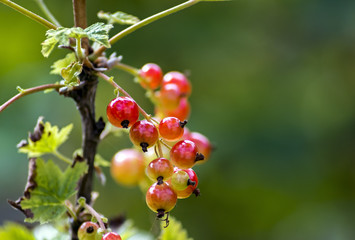 Ripening redcurrant in my summer garden. Selective focus