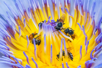 Fototapeta na wymiar Beautiful waterlily or lotus flower with bee.