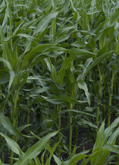 Obraz premium Zielone pole z kukurydzą