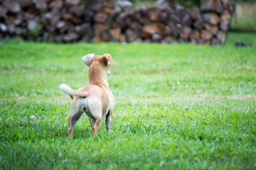 Small dog in the grass in Missouri