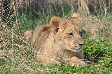 Fototapeta na wymiar African Lion cub