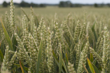green wheat field 