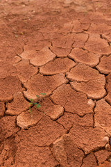 Dry cracked earth background with the green grass-awaited growth because the world warms up every year.