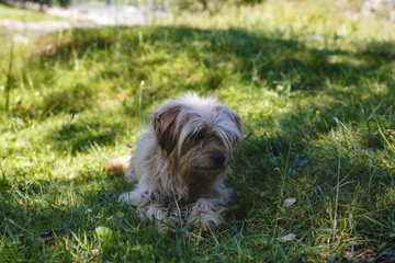 Portrait with a dog sitting in the grass