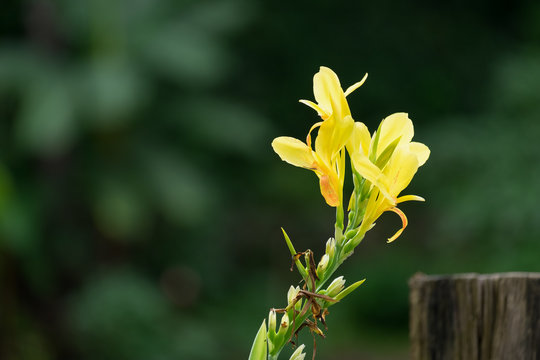 Yellow Canna indica flower (or Indian shot, African arrowroot, edible canna, purple arrowroot, Sierra Leone arrowroot) is a plant species in the family Cannaceae.