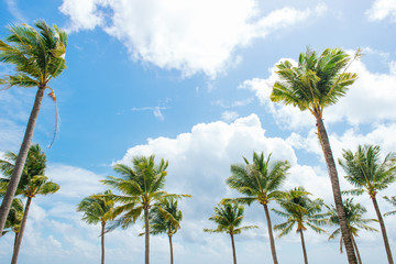 Obraz premium Tropical sea. Coconut trees over blue sky.