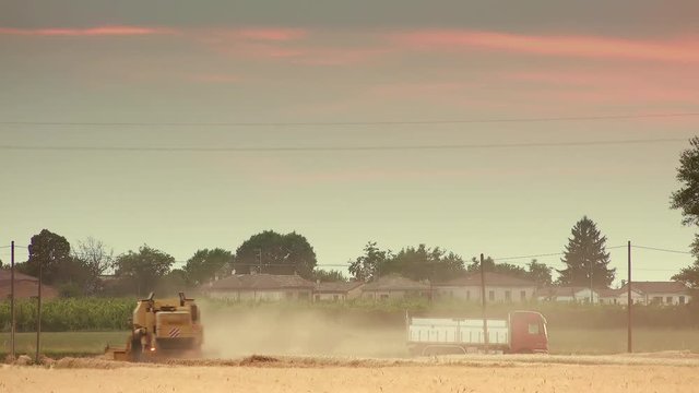 graded shot of timelapse of harvester machine while harvesting ripe wheat field in Italian countryside at sunset