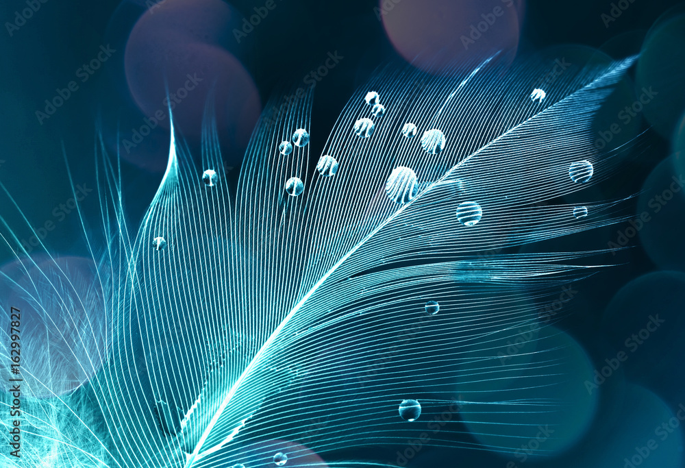 Poster Feather of a bird in droplets of water on a dark background macro with a beautiful round bokeh. Silhouette of a blue and white feather abstract artistic image for design.