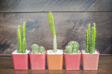 Five small Cactus in the colorful plastic pots on the wooden table with wooden old wall background
