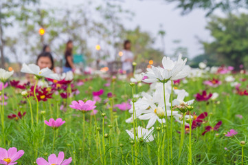 background, beautiful,