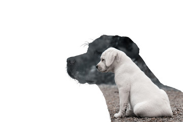 Das Wachstum eines Labrador Retrievers von Welpe zum erwachsenen Hund