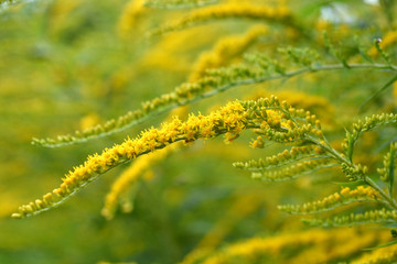 Canada goldenrod close up