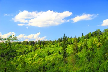 Green forest and blue sky with some clouds 