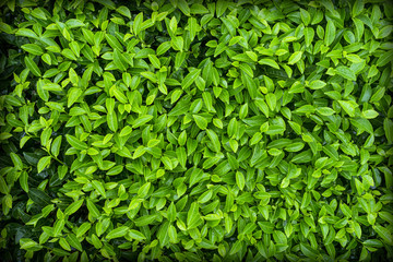 Close up of tea leaves can be use as as background.