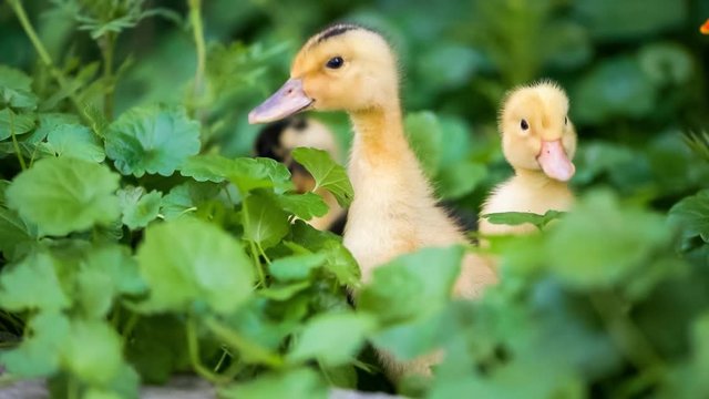 Cute domestic duckling walking in green grass outdoor
