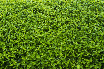 Close up of tea leaves