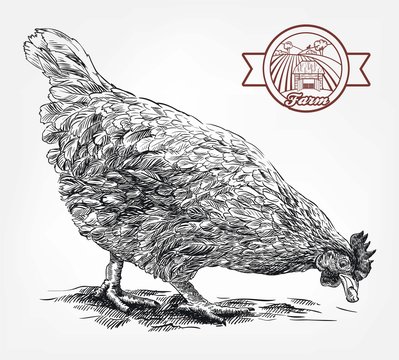 sketch of chicken. poultry breeding. livestock