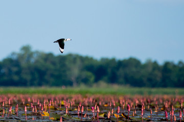 Naklejka premium Cotton pygmy goose in wetlands Thale Noi, one of the country's largest wetlands covering Phatthalung, Nakhon Si Thammarat and Songkhla ,South of THAILAND.