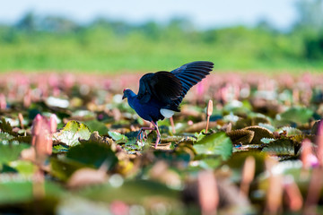 Purple Swamphen in wetlands Thale Noi, one of the country's largest wetlands covering Phatthalung, Nakhon Si Thammarat and Songkhla ,South of THAILAND.