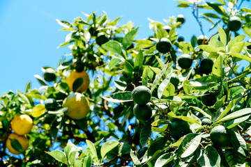 Green And Ripe Oranges In Orange Tree