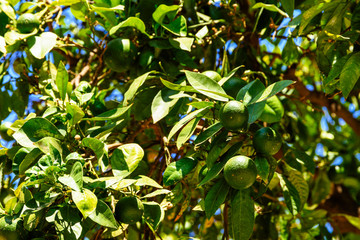 Green Oranges In Orange Tree