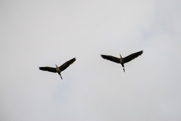 Flying Purple heron in wetlands Thale Noi, one of the country's largest wetlands covering Phatthalung, Nakhon Si Thammarat and Songkhla ,South of THAILAND.