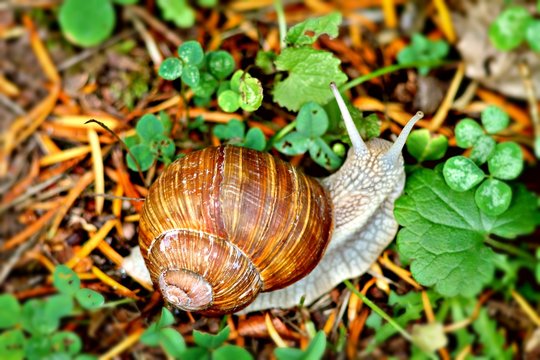 Snail crawling on green plant in German garden. Selected focus, bright colors.