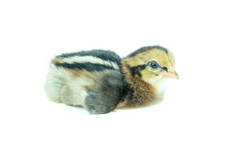 Little Thai chicken on white background