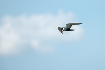 Flying Little tern in wetlands Thale Noi, one of the country's largest wetlands covering Phatthalung, Nakhon Si Thammarat and Songkhla ,South of THAILAND.