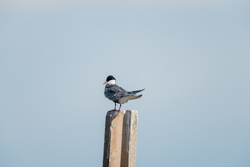 Little tern in wetlands Thale Noi, one of the country's largest wetlands covering Phatthalung, Nakhon Si Thammarat and Songkhla ,South of THAILAND.