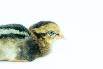 Little chicken on white background