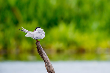 Little tern in wetlands Thale Noi, one of the country's largest wetlands covering Phatthalung, Nakhon Si Thammarat and Songkhla ,South of THAILAND.