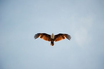 flying Brahminy Kite
