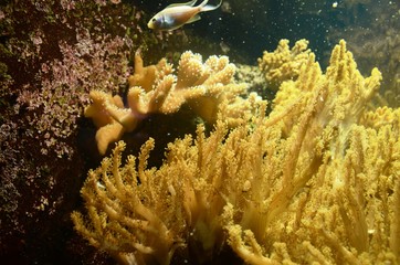 Musée Aquarium de Bruxelles : Poissons et coraux