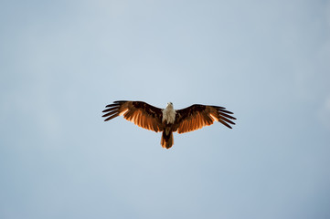 flying Brahminy Kite