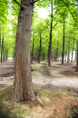 Pine forest in a park