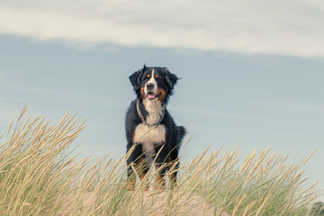 bernese mountain dog in the grass on sand dunes - obrazy, fototapety, plakaty