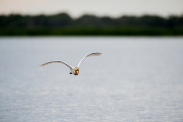 Flying Eastern Cattle Egret in wetlands Thale Noi, one of the country's largest wetlands covering Phatthalung, Nakhon Si Thammarat and Songkhla ,South of THAILAND.