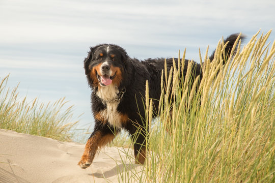 bernese mountain dog in the grass on sand dunes