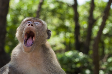 Monkey yawn